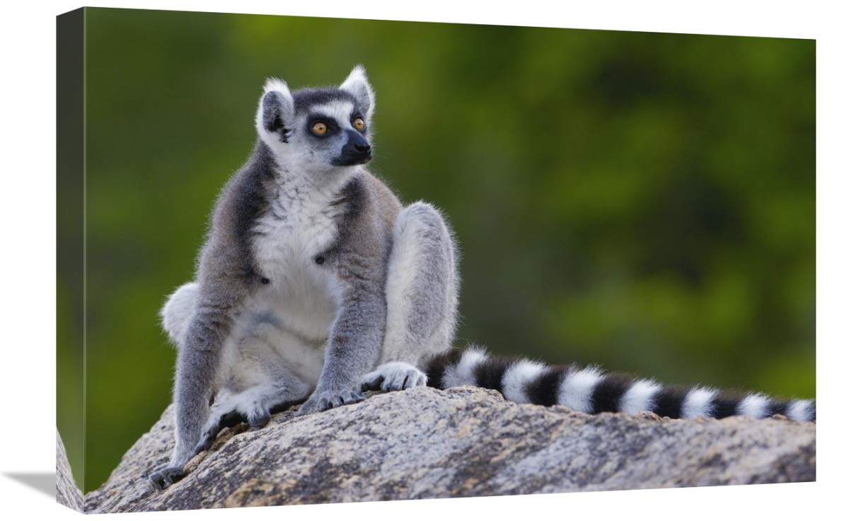 Ring-tailed Lemur portrait on rocks in the Andringitra Mountains, Madagascar-Canvas Art-24x16”