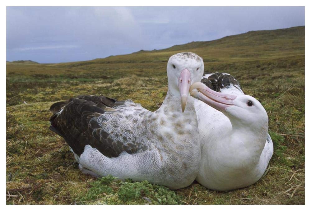 Tristan Wandering Albatross male nibbling females bill, Gough Island, South Atlantic-Paper Art-50x34”