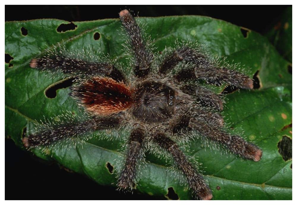 Tarantula juvenile, Rio Momon, Peru-Paper Art-62x42”