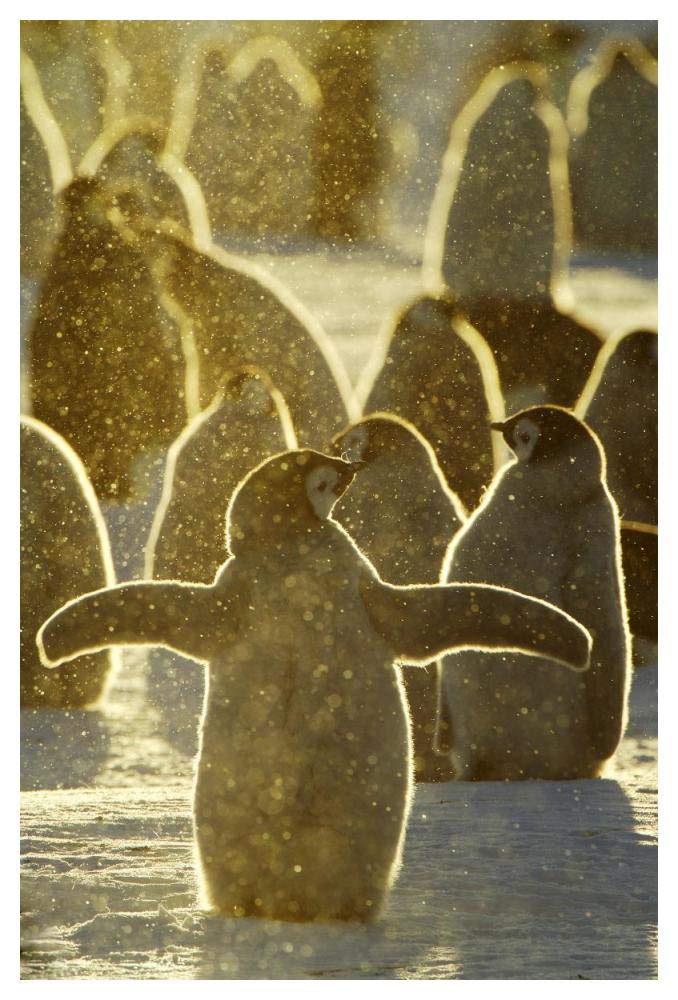 Emperor Penguin chicks, Riiser-Larsen Ice Shelf, Antarctica-Paper Art-34x50”