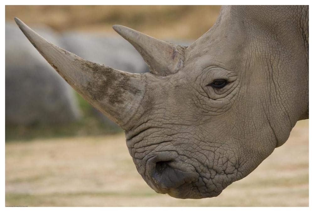 White Rhinoceros portrait showing horns, native to Africa-Paper Art-62x42”