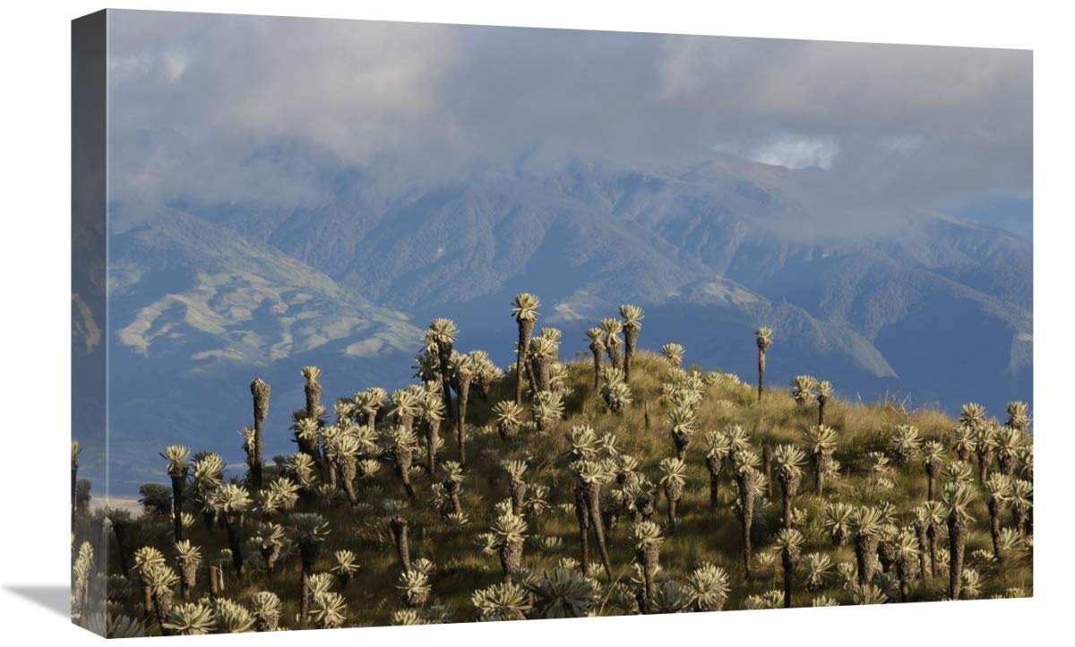 Paramo Flower, El Angel Reserve, northeastern Ecuador-Canvas Art-24x16”