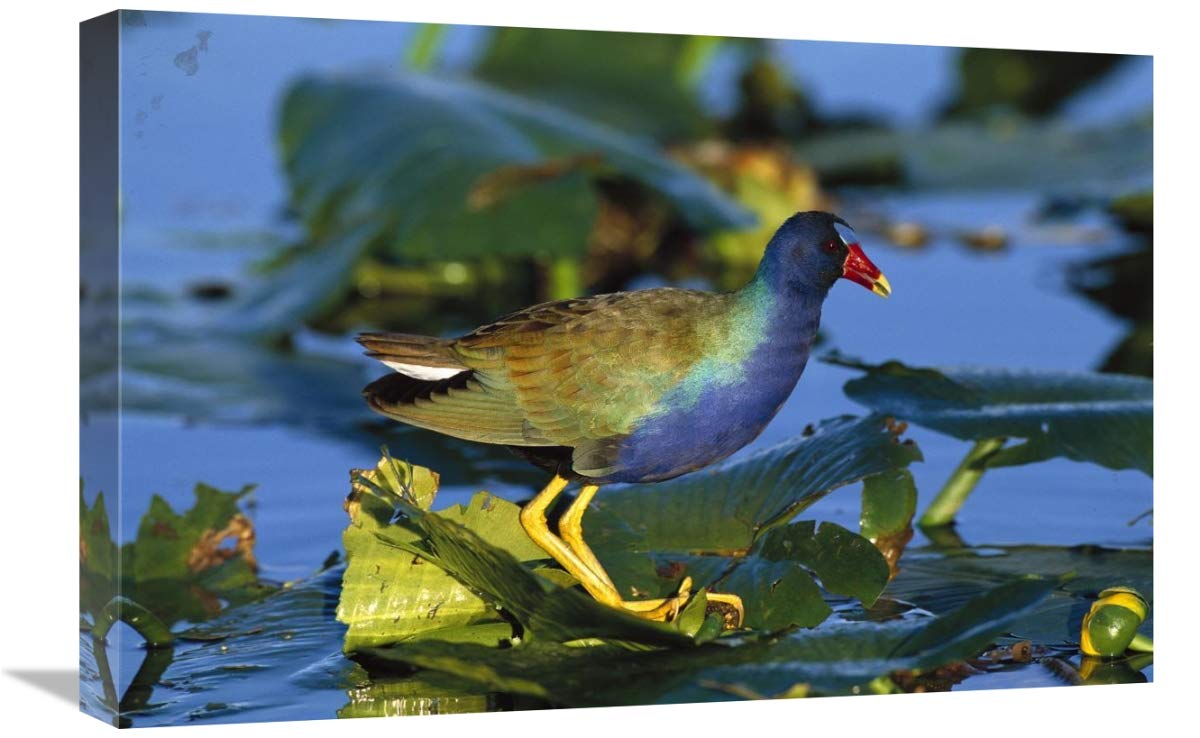 Purple Gallinule standing on lily pads, Everglades National Park, Florida-Canvas Art-24x16”