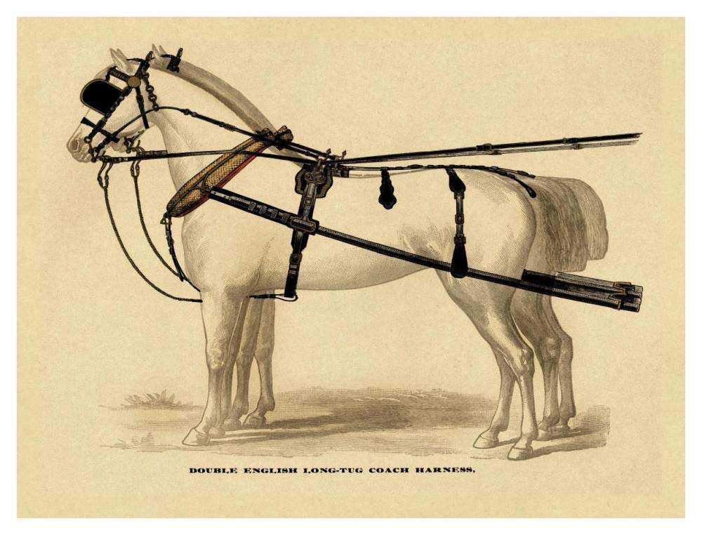 Saddles and Tack: Double English Long-Tug Coach,Sport,Competition,Sports,Play,win,score Harness-Paper Art-42x32”
