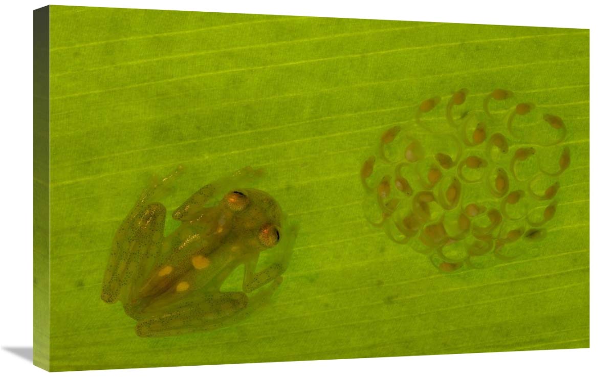 Glass Frog with egg-clutch and tadpoles under leaf, Choco rainforest,  Ecuador-Canvas Art-30x20”