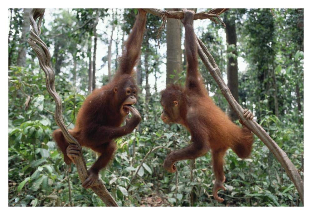 Orangutan pair playing in trees, Borneo-Paper Art-38x26”