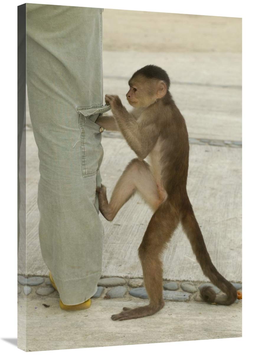 White-fronted Capuchin checking pant pocket, Puerto Misahualli,  Ecuador-Canvas Art-24x36”