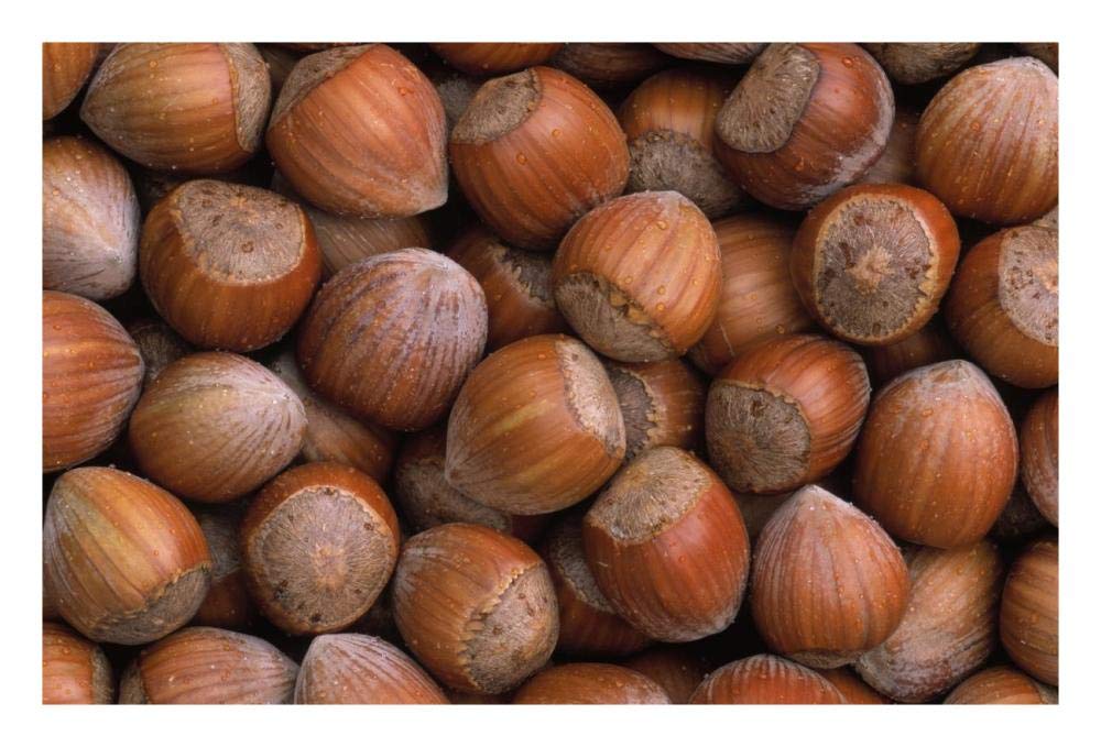 Hazelnut Europe-Paper Art-26x18”