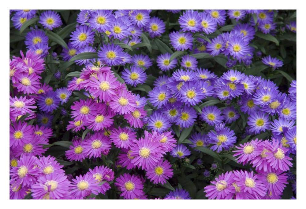 Aster flowers-Paper Art-32x22”