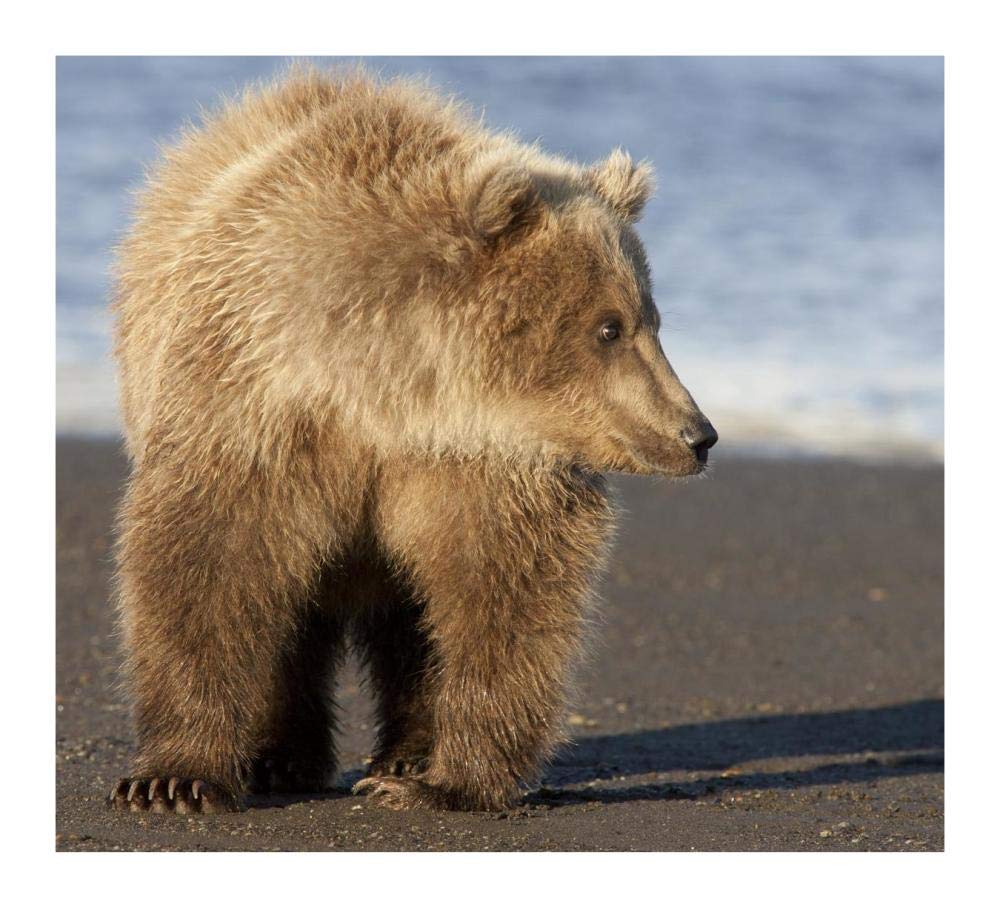 Grizzly Bear yearling, Katmai National Park, Alaska-Paper Art-18x16.4”