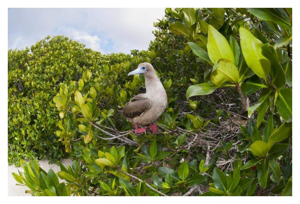 Red-footed Booby perching beside nest in mangroves, Galapagos Islands, Ecuador-Paper Art-20x14”