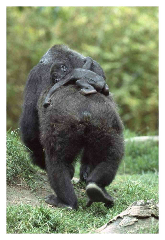 Western Lowland Gorilla mother walking away with 48 day old baby on back, native to Africa-Paper Art-26x38”
