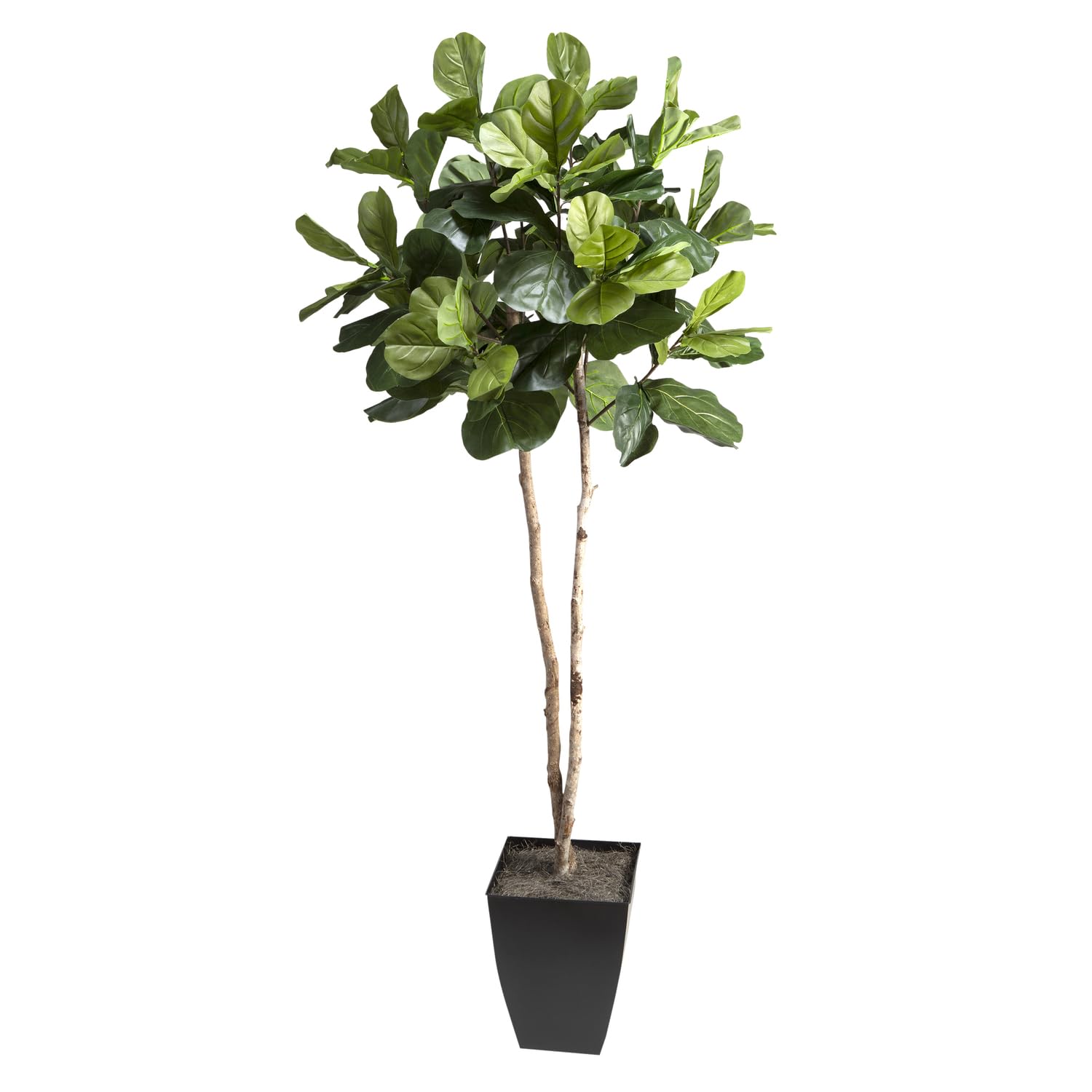 7 Fiddle Leaf Fig Tree in Black Square Metal Planter