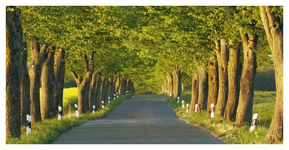 Lime tree alley, Mecklenburg Lake District, Germany-Paper Art-50x26”