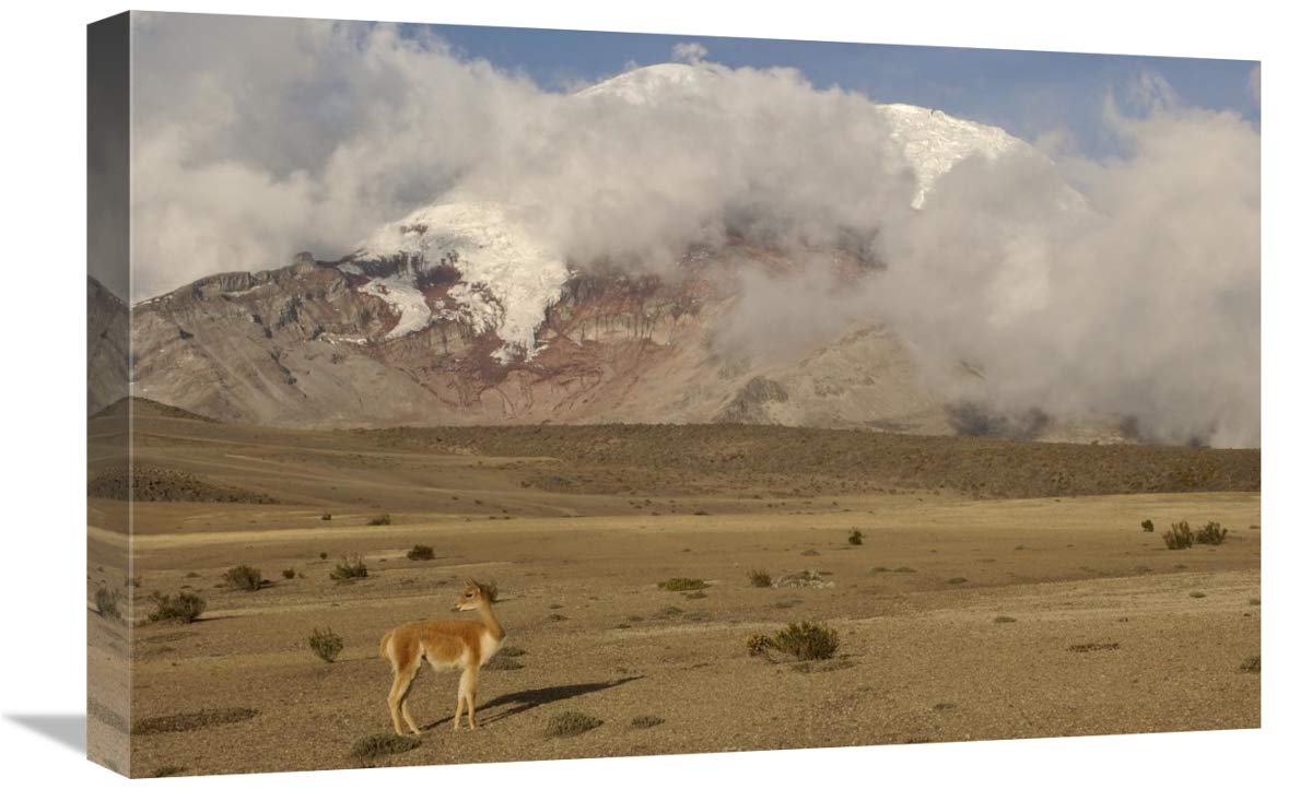 Vicuna standing beneath Mt Chimborazo, Andes Mountains, South America-Canvas Art-24x16”