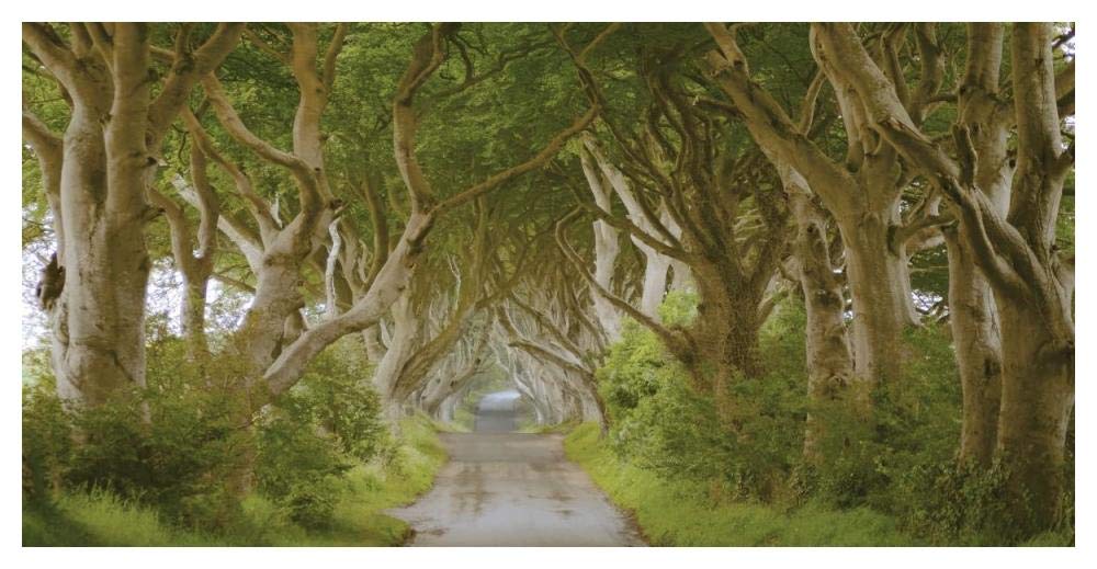 The Dark Hedges, Ireland-Paper Art-50x26”