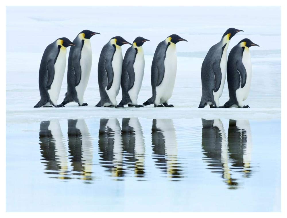 Emperor penguin group, Antarctica-Paper Art-50x38”