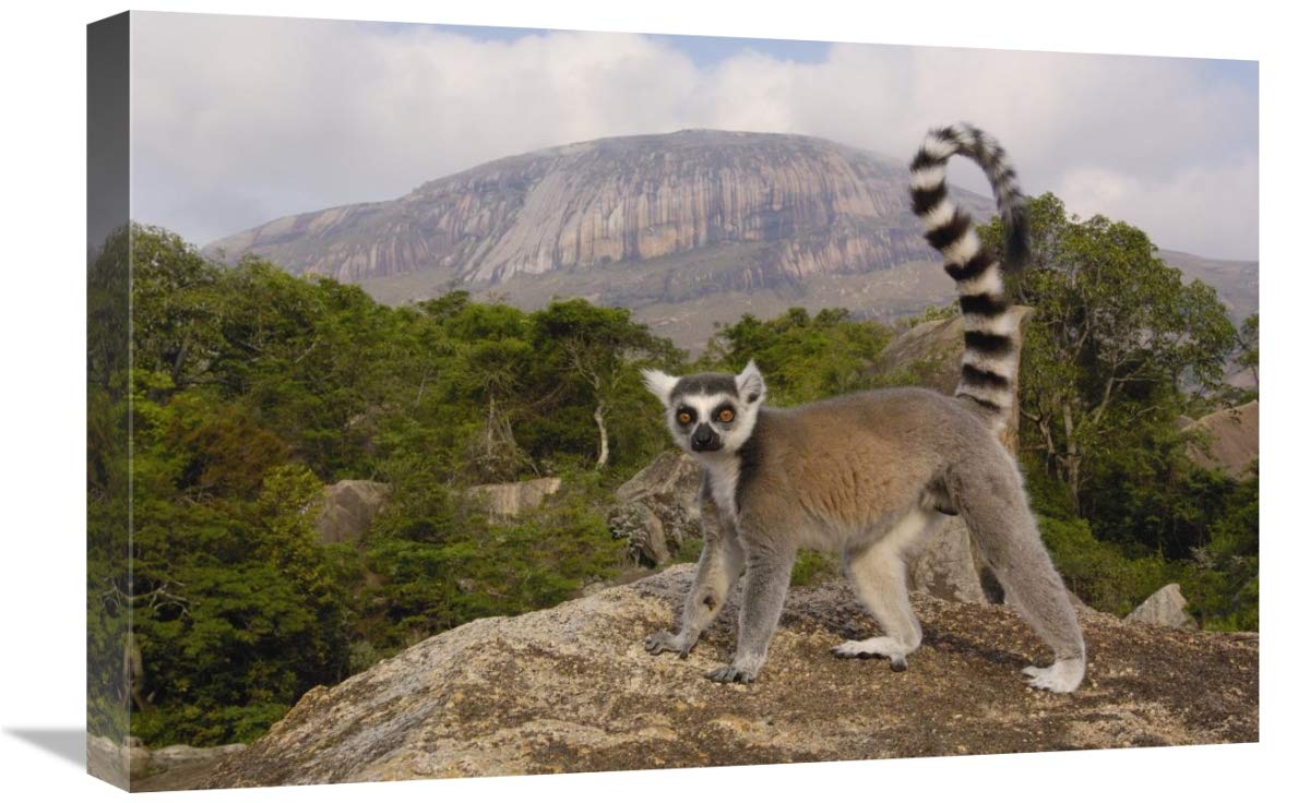 Ring-tailed Lemur in the Andringitra Mountains, Madagascar-Canvas Art-24x16”