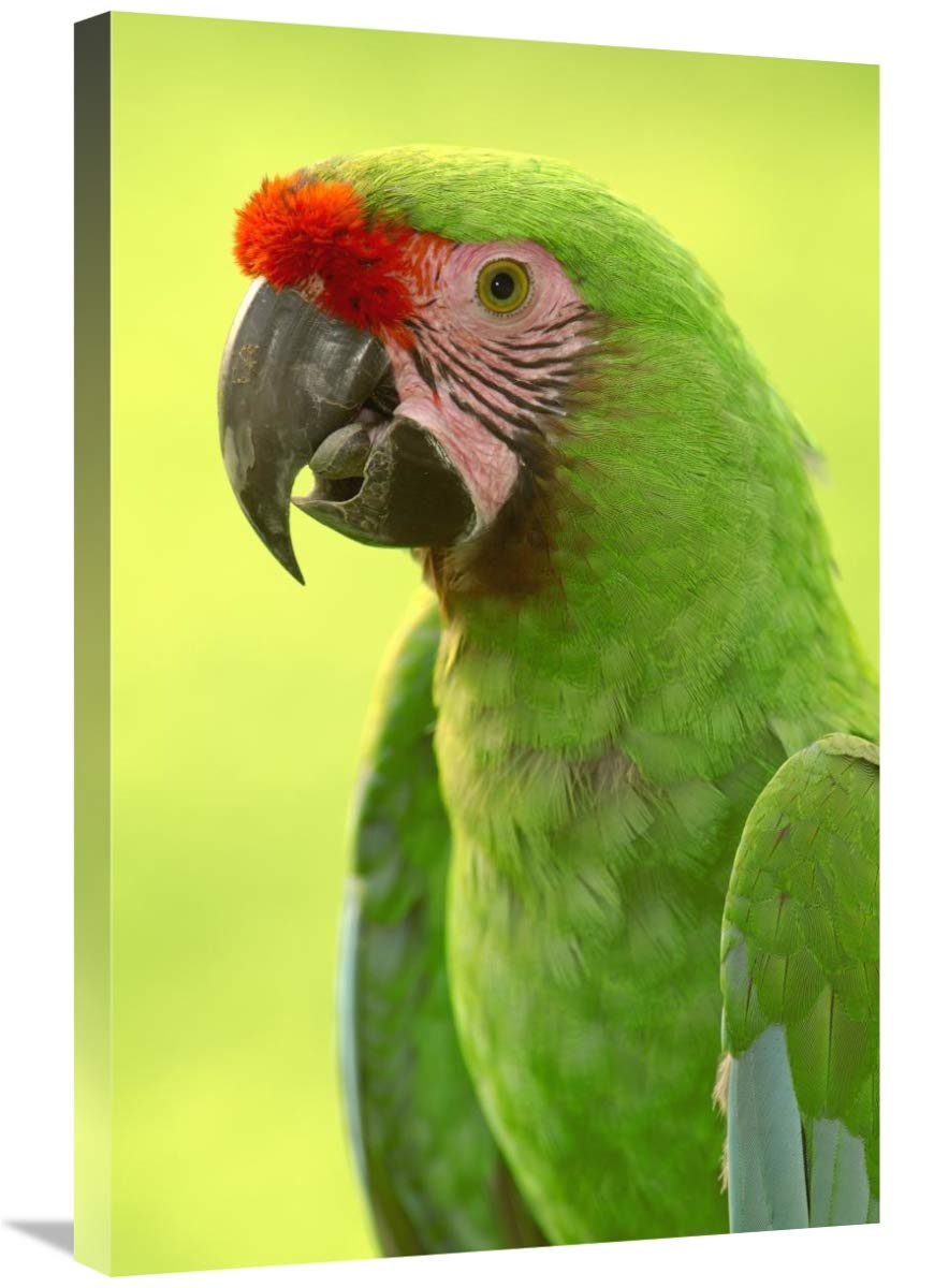 Military Macaw portrait, Amazon rainforest, Ecuador-Canvas Art-20x30”