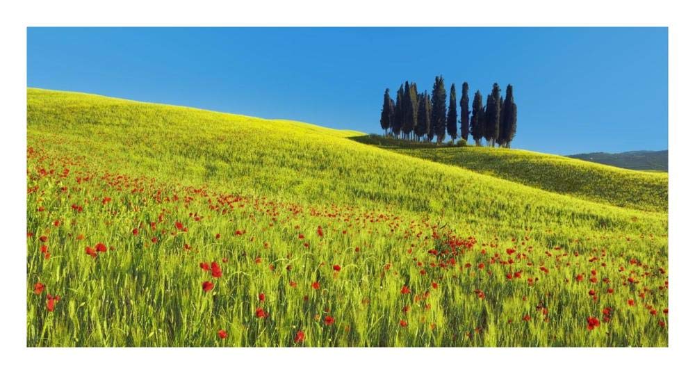 Cypress and corn field, Tuscany, Italy-Paper Art-26x14”