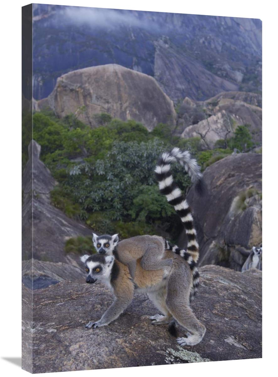 Ring-tailed Lemur and young, near Andringitra Mountains,  Madagascar-Canvas Art-20x30”
