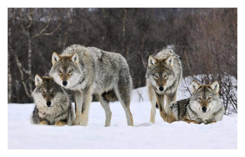Gray Wolf group, Norway-Paper Art-32x20.6”