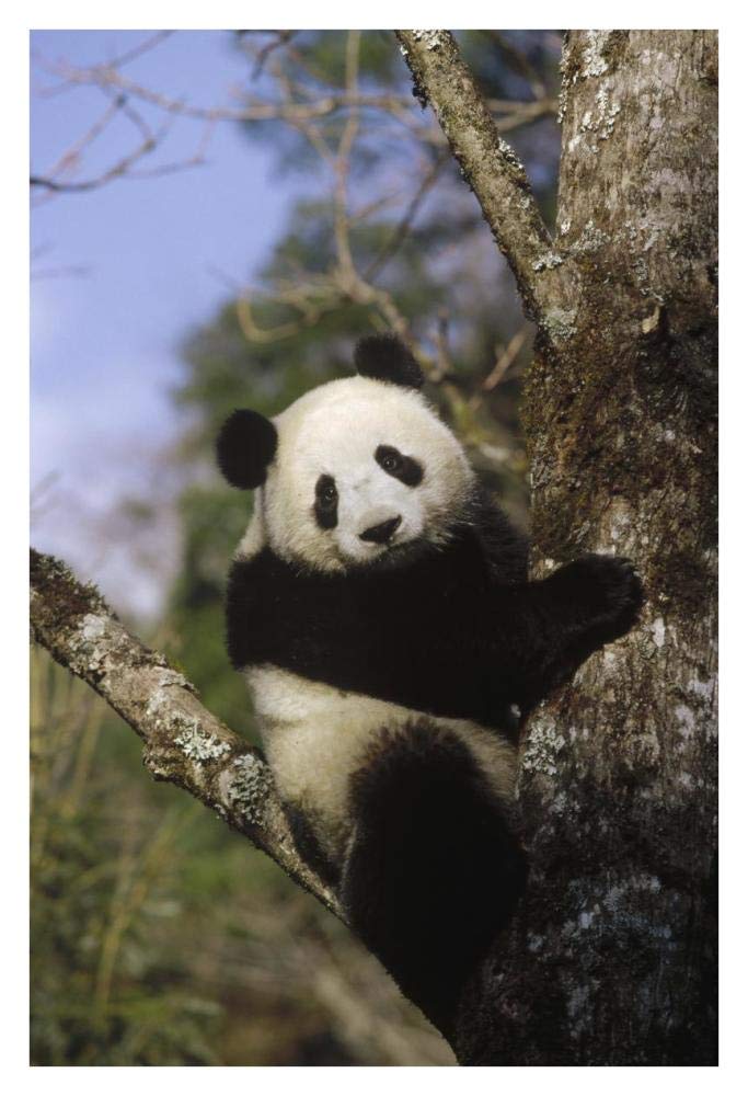 Giant Panda in tree, Wolong Valley, Himalaya, China-Paper Art-26x38”