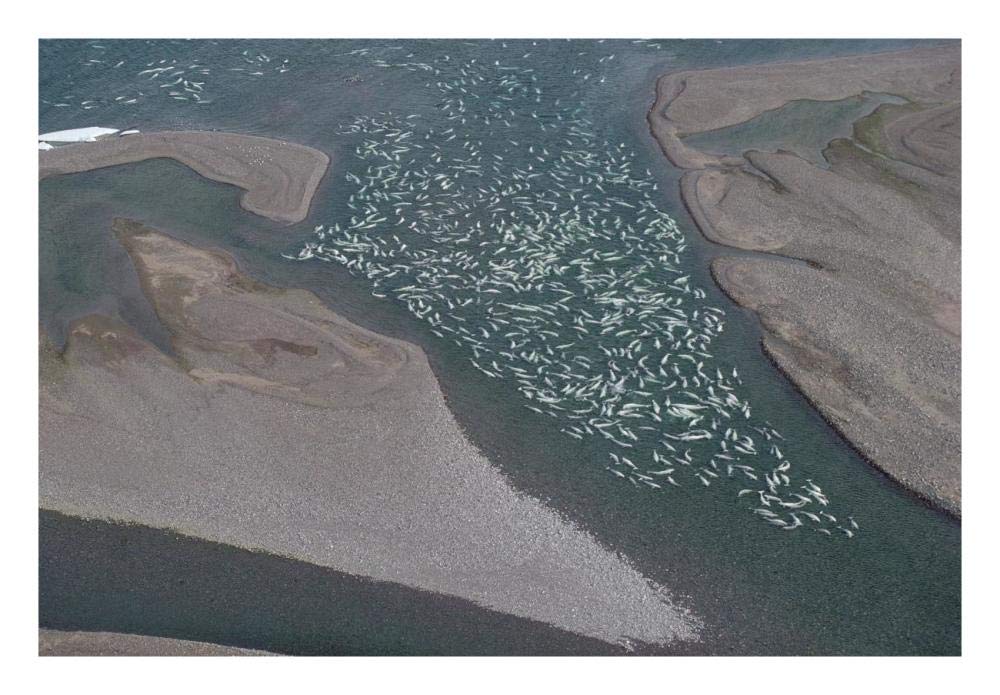 Beluga whale, hundreds swim and molt in freshwater shallows, NWT, Canada-Paper Art-26x18”