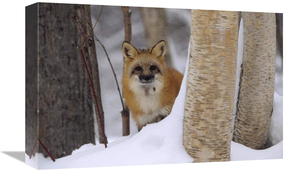 Red Fox looking out from behind trees in a snowy forest, Montana-Canvas Art-18x12”