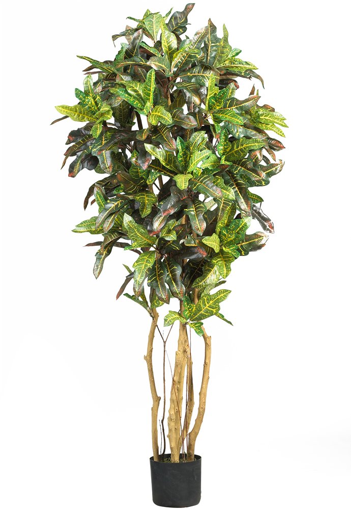 5 Croton Silk Tree