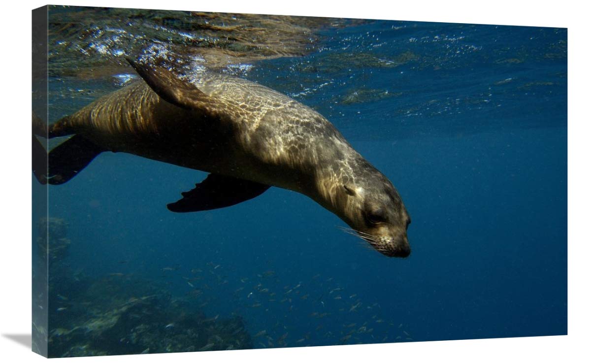 Galapagos Sea Lion swimming, Gardner Bay, Galapagos Islands, Ecuador-Canvas Art-30x20”