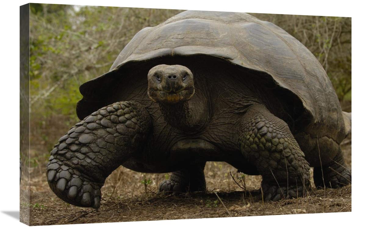 Indefatigable Island Tortoise, Santa Cruz Island, Galapagos Islands, Ecuador-Canvas Art-30x20”