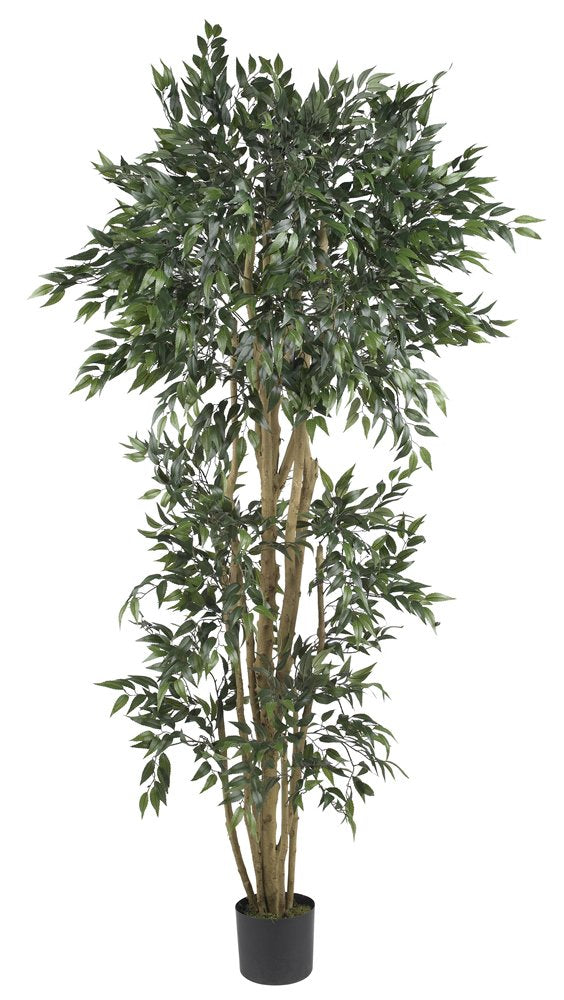 6 Green Ash Silk Tree