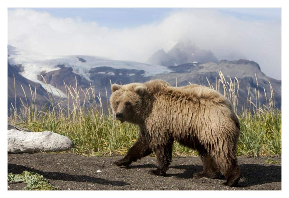 Grizzly Bear yearling, Katmai National Park, Alaska-Paper Art-20x14”