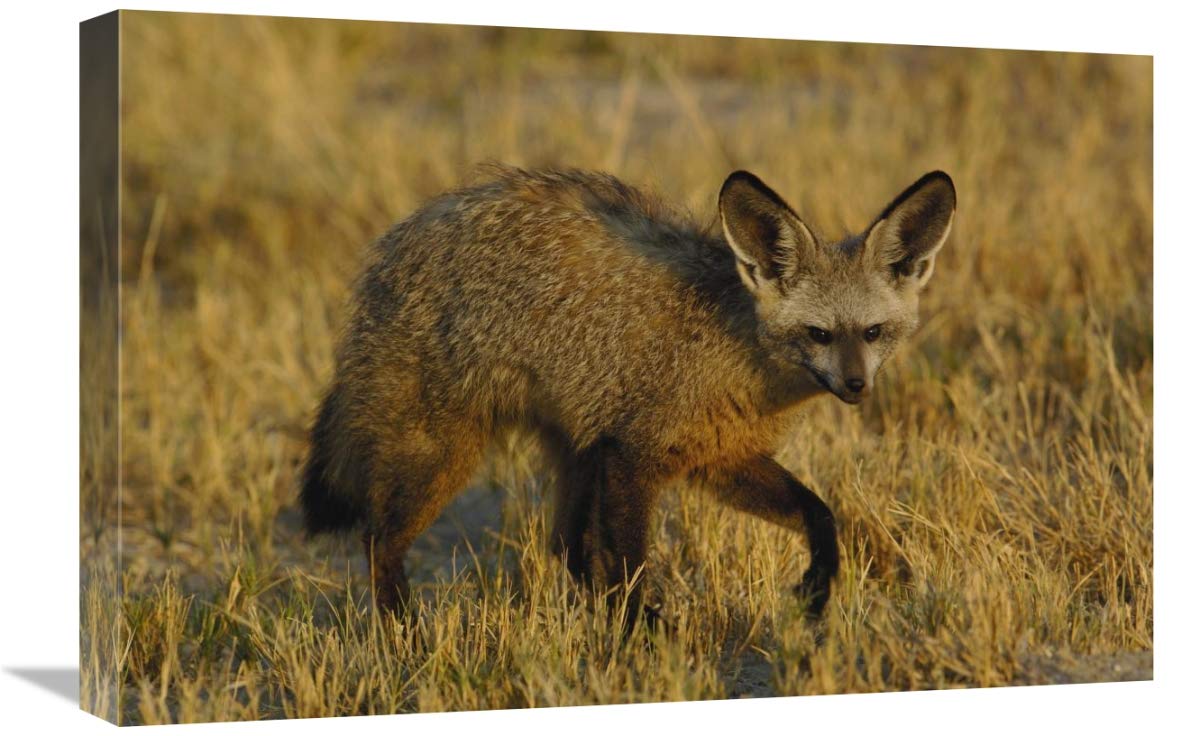 Bat-eared Fox portrait, Africa-Canvas Art-24x16”