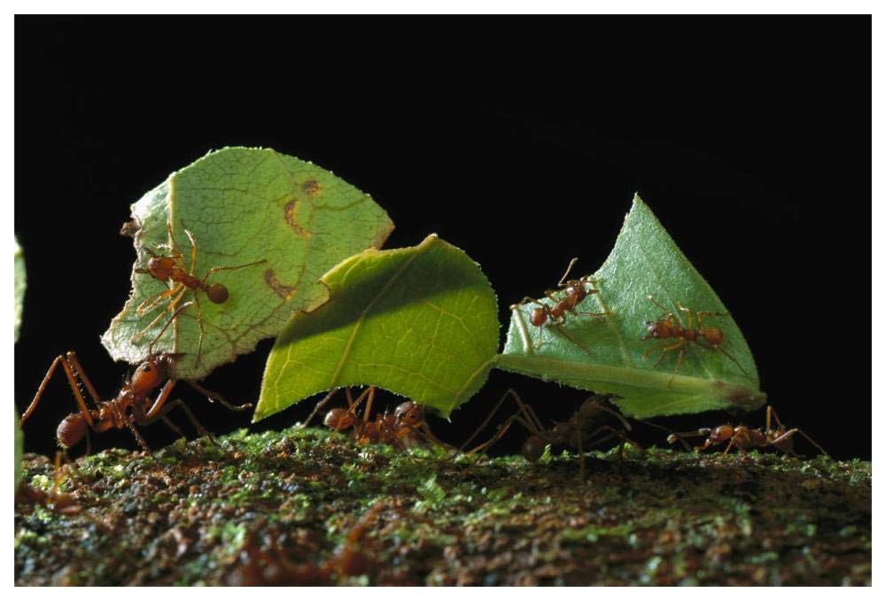 Leafcutter Ant ants taking leaves to nest, French Guiana-Paper Art-62x42”