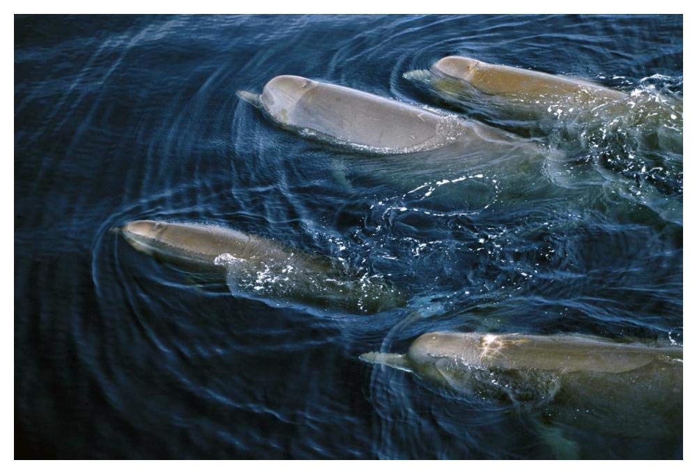 Bottlenose Whale pod surfacing, Nova Scotia, Canada-Paper Art-50x34”