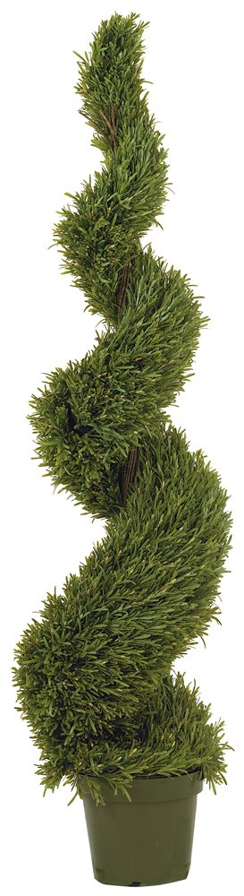 5 Rosemary Spiral Silk Tree (In-door/Out-door)