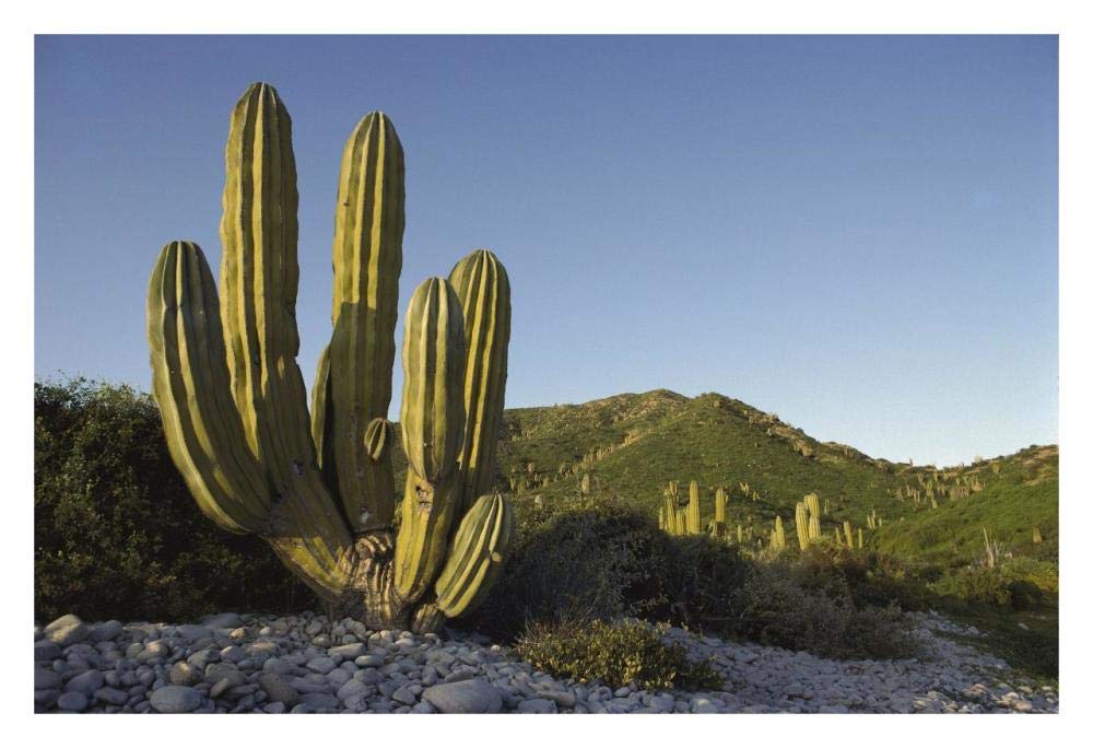 Giant Cardon cactus Santa Catalina Island, Sea of Cortez, Baja California, Mexico-Paper Art-32x22”