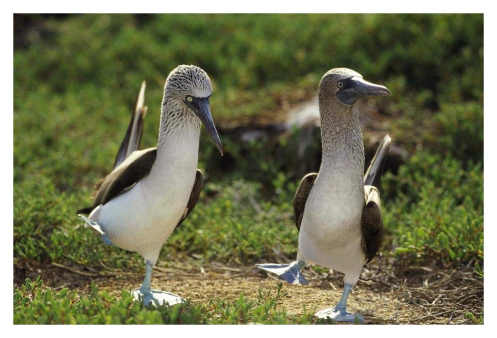 Blue-footed Booby pair performing courtship dance, Seymour Island, Galapagos Islands, Ecuador-Paper Art-38x26”