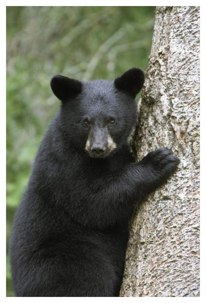Black Bear cub in tree safe from danger, Orr, Minnesota-Paper Art-34x50”
