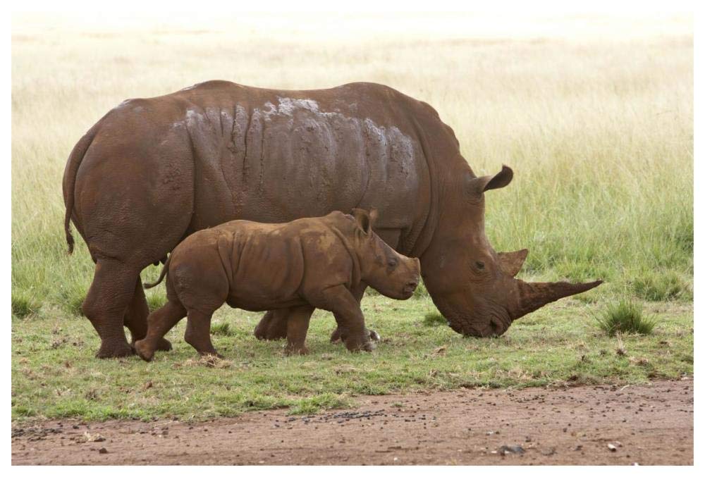 White Rhinoceros mother and calf, Rhino and Lion Nature Reserve, South Africa-Paper Art-62x42”