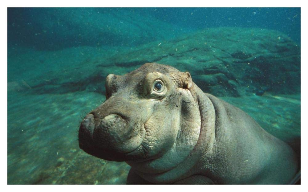 East African River Hippopotamus baby underwater, native to Africa-Paper Art-42x26”