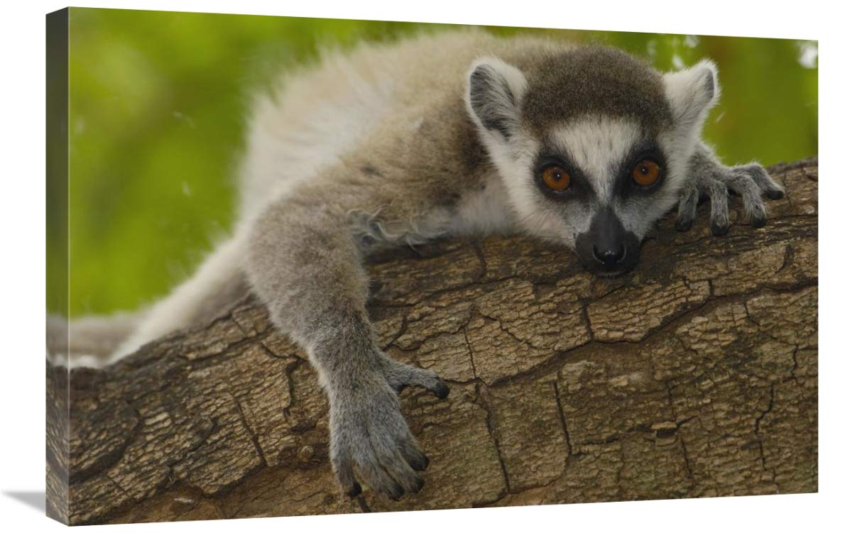 Ring-tailed Lemur portrait, Berenty Reserve, Madagascar-Canvas Art-30x20”