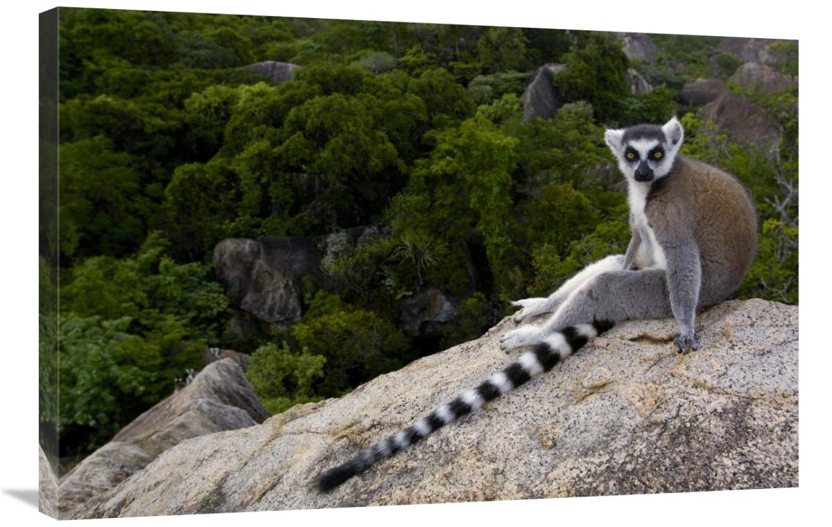 Ring-tailed Lemur resting on rocks in the Andringitra Mountains, Madagascar-Canvas Art-36x24”