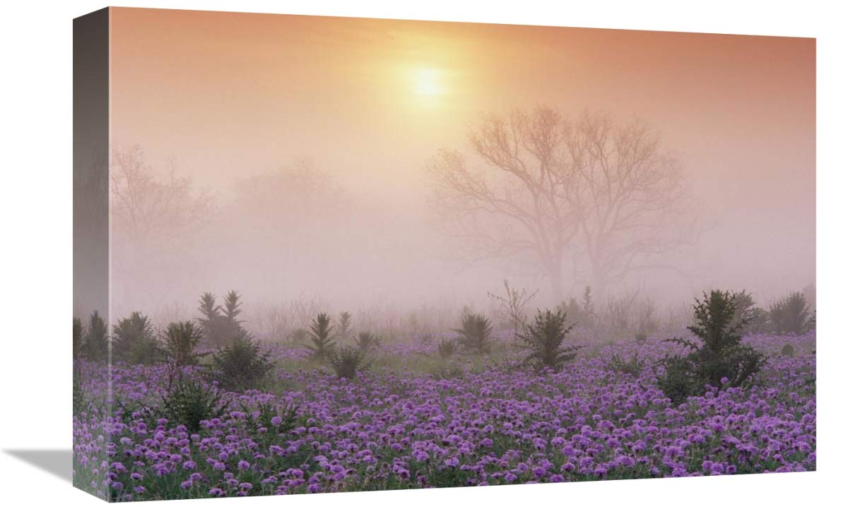 Sand Verbena foggy sunrise, Hill Country, Texas-Canvas Art-18x12”