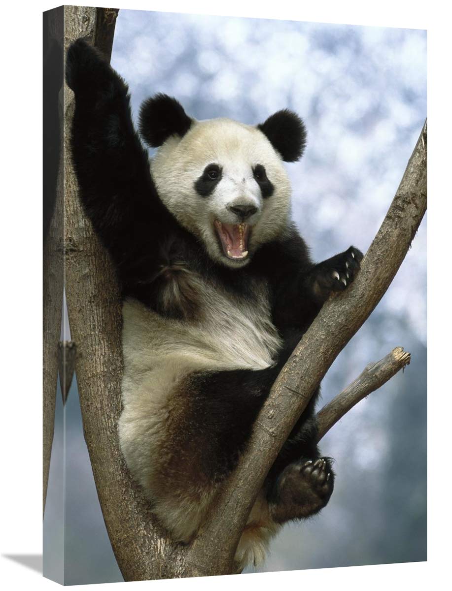 Giant Panda , Wolong Valley, China-Canvas Art-16x24”