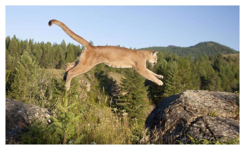 Mountain Lion jumping, Montana. Sequence 1 of 2-Paper Art-46x28”