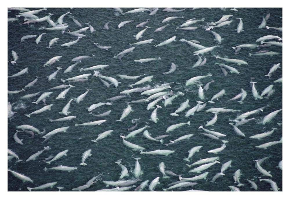 Beluga whale, hundreds swim and molt in freshwater shallows, NWT, Canada-Paper Art-20x14”