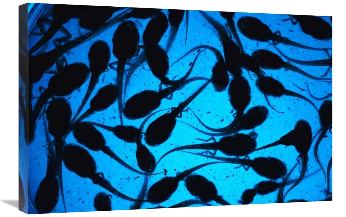 Cayenne Slender-legged Tree Frog tadpoles, native to South America-Canvas Art-30x20”